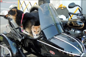 Canines in sidecars at the ABFM 2013 AutoShow display. Photo Jim Jorgenson