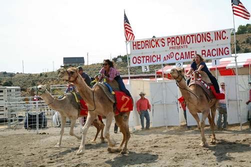 Camel Racing Nevada